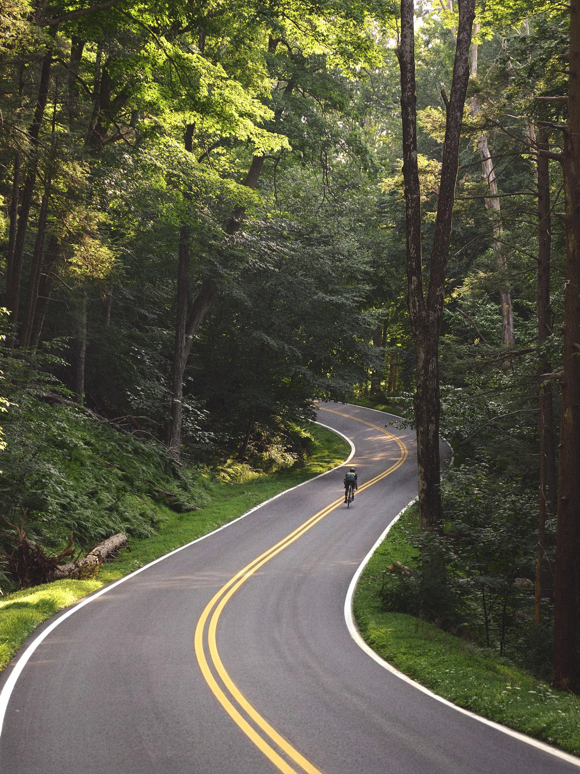 Cyclist riding away down a winding tree-lined forest road with a double yellow center line, distant view